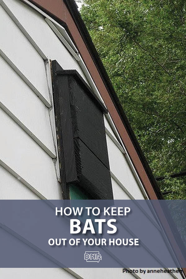 Bats are great neighbors - think of all those insects they eat for you - but not roommates. Here's how to give bats their own proper home in your yard but not your house.| Iowa DNR